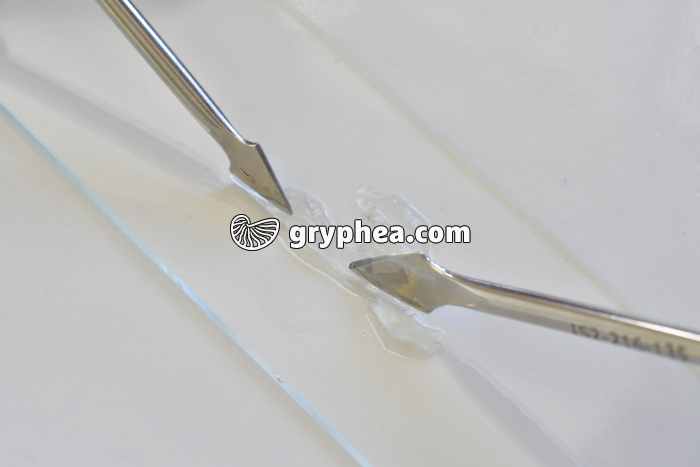 Fibres musculaires étape 2 - gryphea.com